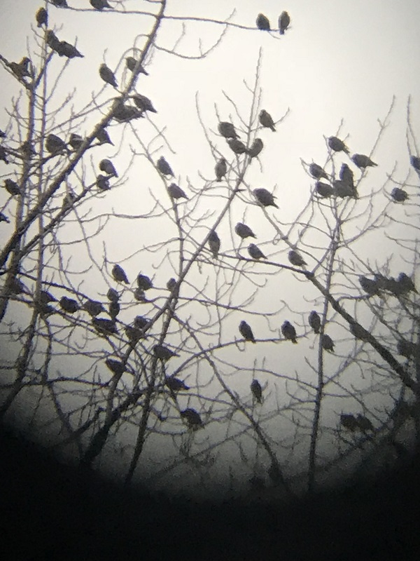 上海植物園大群灰椋鳥“歸林” 人與自然咫尺間