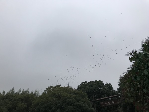 上海植物園大群灰椋鳥“歸林” 人與自然咫尺間