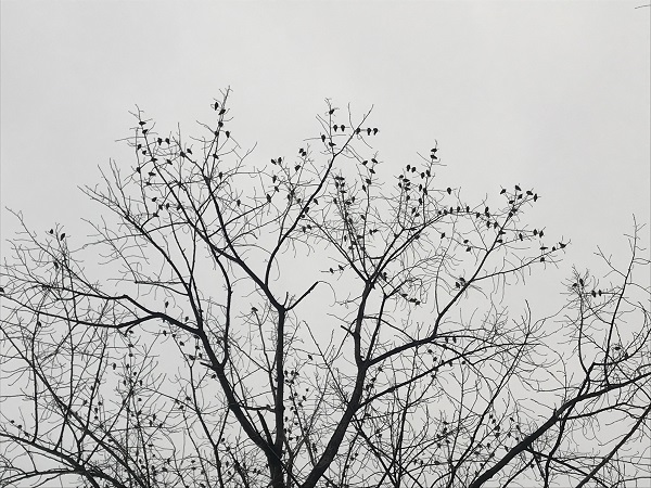 上海植物園大群灰椋鳥“歸林” 人與自然咫尺間