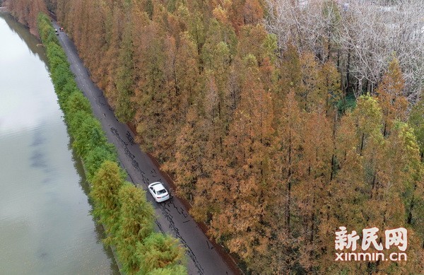 色彩交融 空氣清新 滬上最美公路現初冬美景