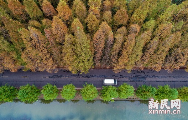 色彩交融 空氣清新 滬上最美公路現初冬美景