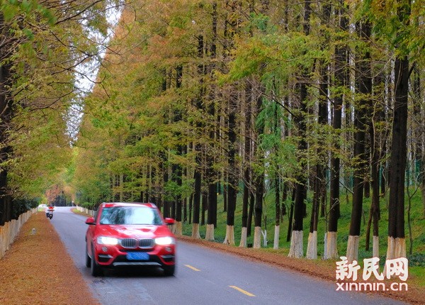 色彩交融 空氣清新 滬上最美公路現初冬美景