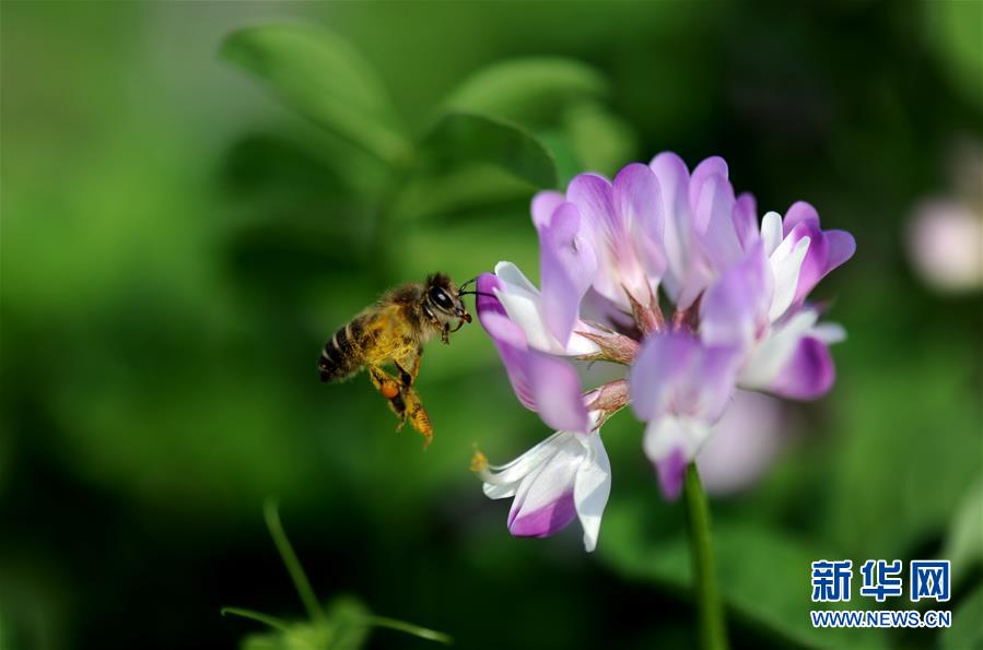 上海：千花百卉爭明媚