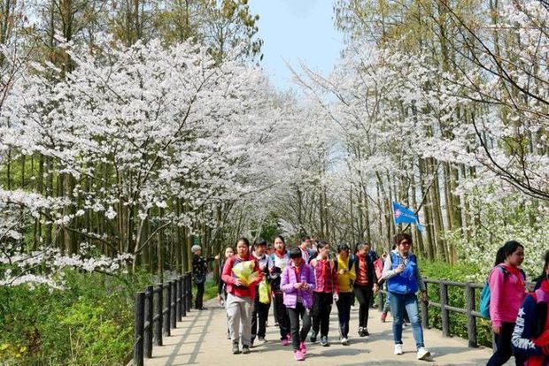 共青森林公園百花展週末開幕 市民賞花有了新去處