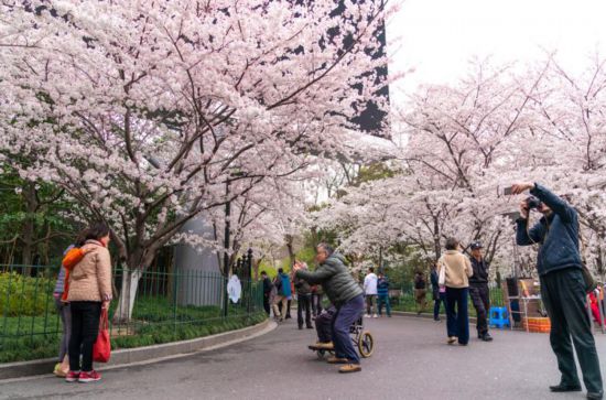 申城“最美地鐵口”櫻花報春