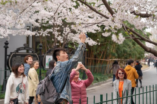 申城“最美地鐵口”櫻花報春