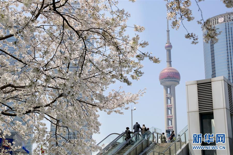 上海陸家嘴：櫻花爛漫春光好