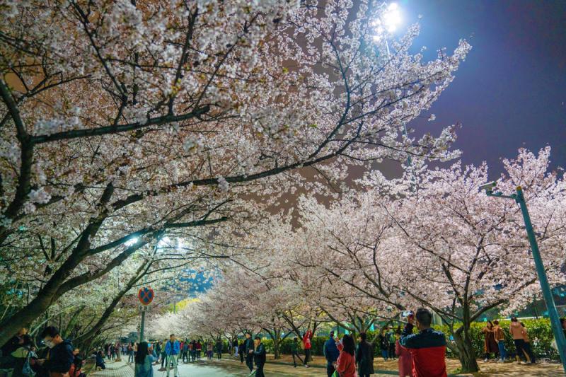 白天賞櫻花的人太多 你知道上海的“夜櫻”有多美？