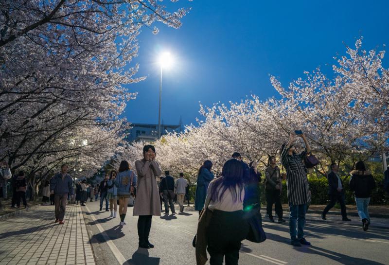 白天賞櫻花的人太多 你知道上海的“夜櫻”有多美？