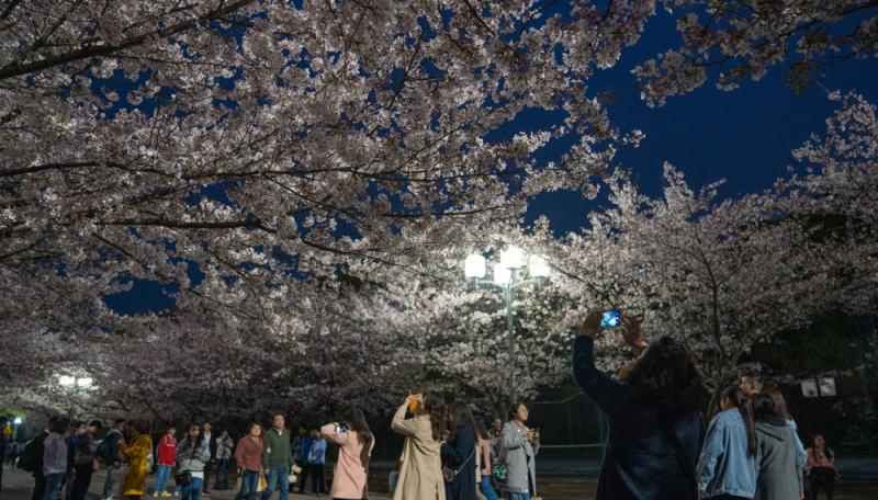 白天賞櫻花的人太多 你知道上海的“夜櫻”有多美？