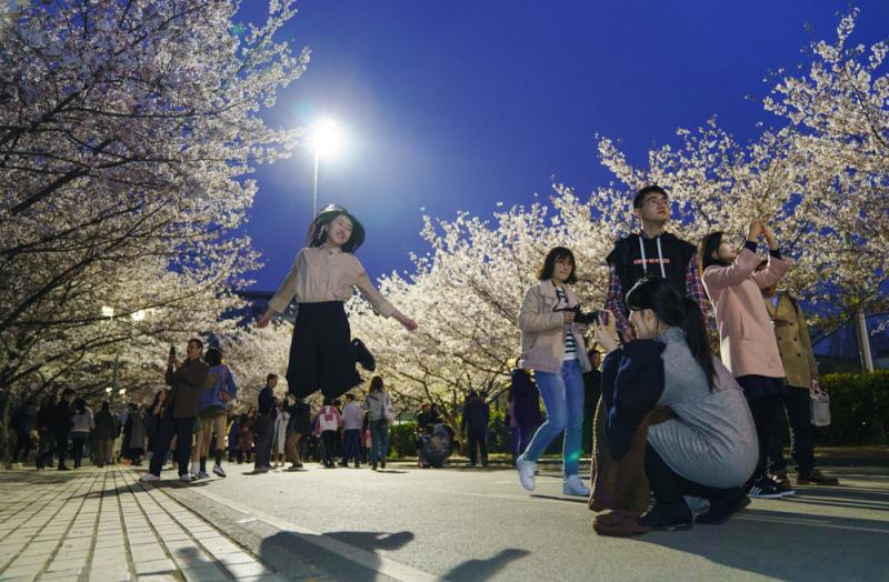 白天賞櫻花的人太多 你知道上海的“夜櫻”有多美？