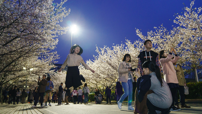 白天賞櫻花的人太多 你知道上海的“夜櫻”有多美？