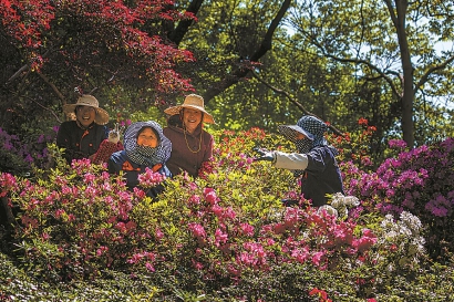 上海杜鵑花展明開幕