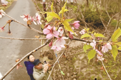 上海櫻花節3月15日起顧村公園舉辦