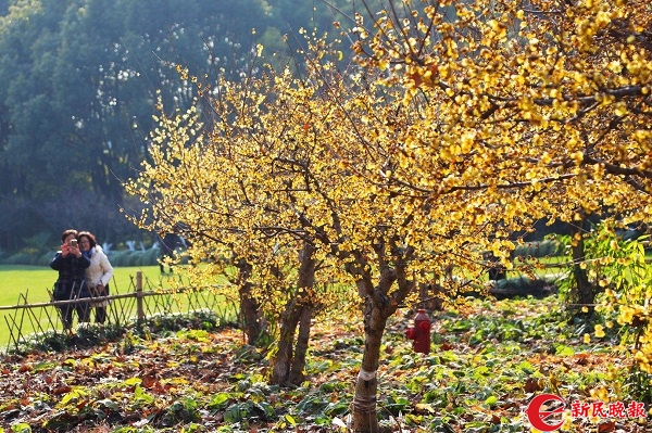 蠟梅飄香紅梅爭艷 世紀公園賞梅遊園會21日開幕