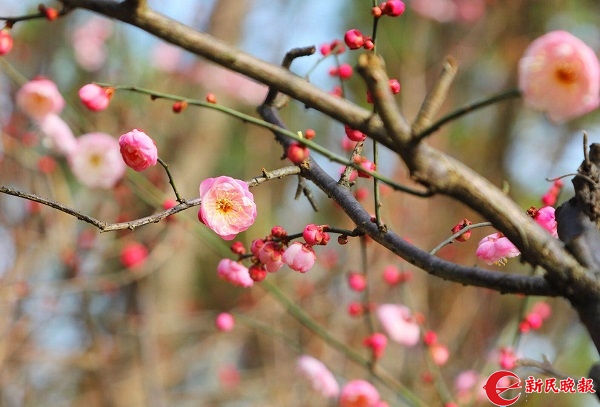 蠟梅飄香紅梅爭艷 世紀公園賞梅遊園會21日開幕