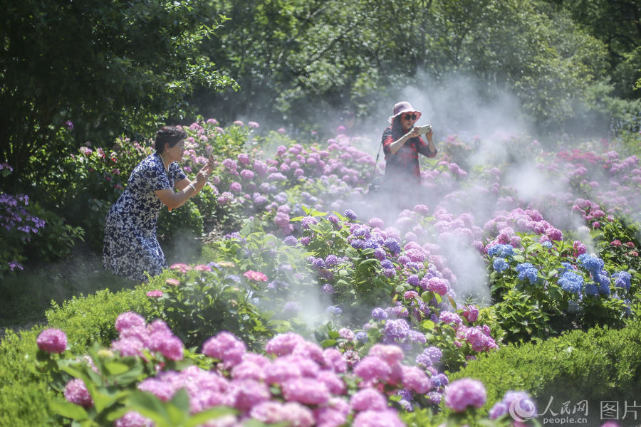 上海：萬餘株八仙花盛開 美景醉遊人