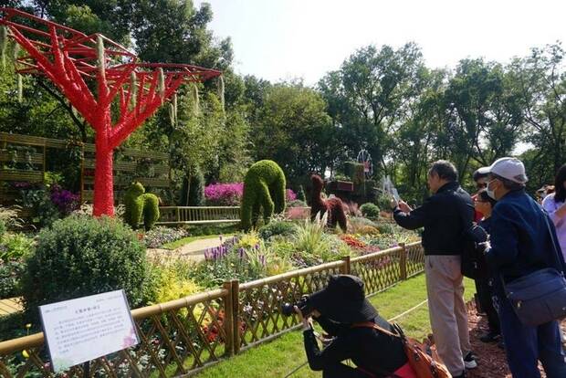 【圖説上海】滬上兩大森林公園掀遊園高潮：柑橘採摘供不應求 菊花展迎觀展高峰