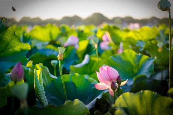 蓮荷花展正當時 上海賞荷勝地“荷”你相約七月