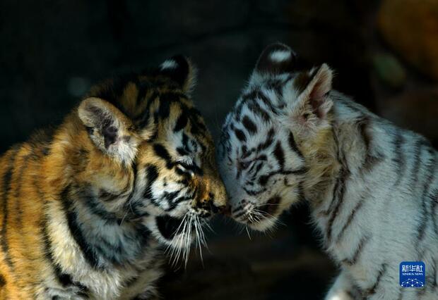 上海野生動物園的“萌”虎“小白”_fororder_上海1