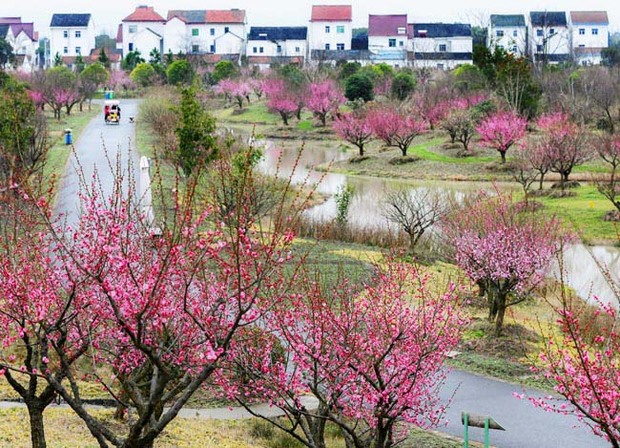 “花開海上”讓農民生活“開了花”