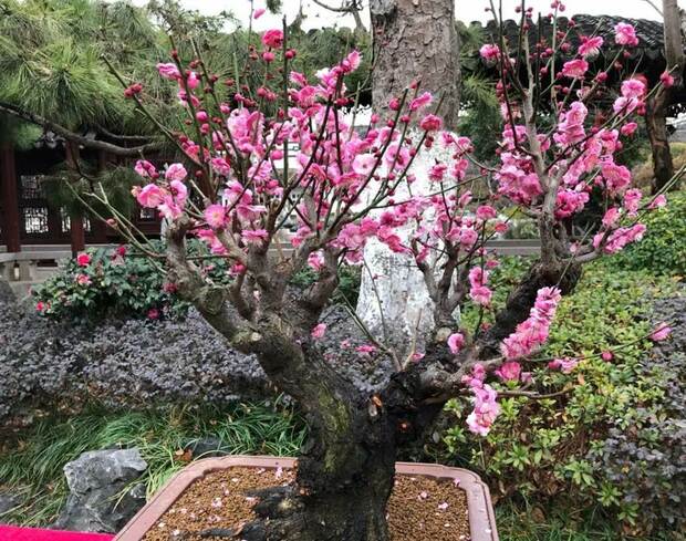 賞梅遊園正當時 滬上公園賞梅地圖出爐