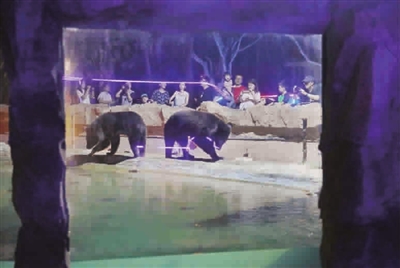 走進“動物園奇妙夜”