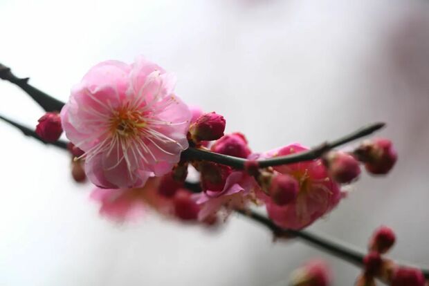 賞梅遊園正當時 滬上公園賞梅地圖出爐