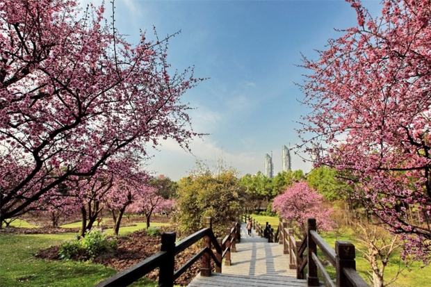 賞梅遊園正當時 滬上公園賞梅地圖出爐