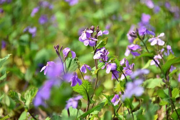 申城二月蘭進入觀賞期 雲賞一波紫色花海