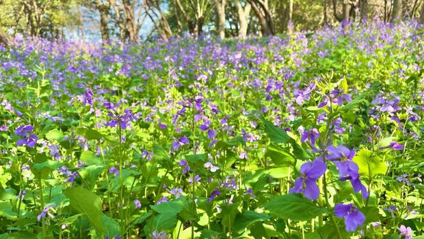 申城二月蘭進入觀賞期 雲賞一波紫色花海