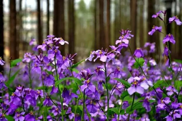 申城二月蘭進入觀賞期 雲賞一波紫色花海