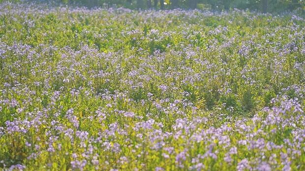 申城二月蘭進入觀賞期 雲賞一波紫色花海