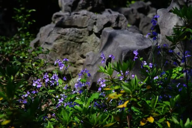 申城二月蘭進入觀賞期 雲賞一波紫色花海