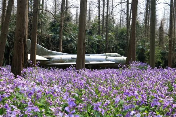 申城二月蘭進入觀賞期 雲賞一波紫色花海