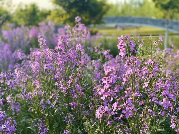 申城二月蘭進入觀賞期 雲賞一波紫色花海