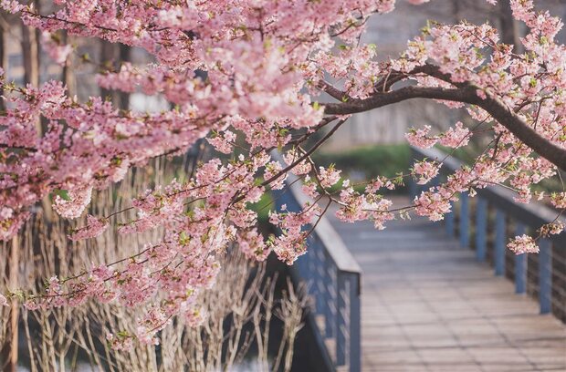 【聚焦上海-焦點圖】辰山植物園河津櫻大道迎來盛花期