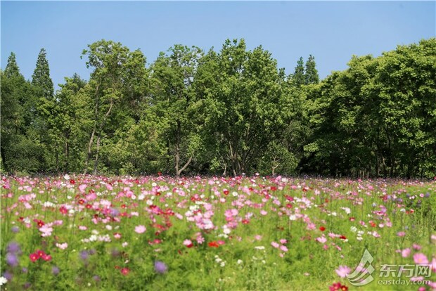 【焦點圖】百餘公頃公園、2公里濱江岸線和默默留守的護花人