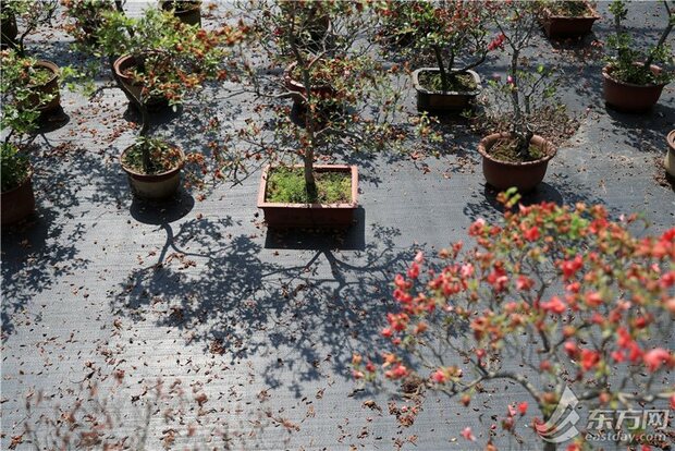 【焦點圖】百餘公頃公園、2公里濱江岸線和默默留守的護花人