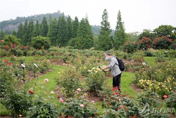 上海六一再開131座城市公園