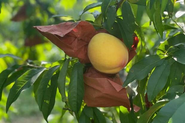 解鎖家門口賞荷地圖 水果“夏令營”甜蜜來襲