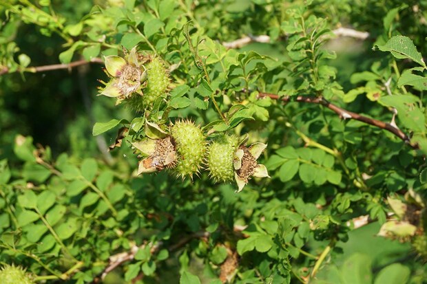 【金融理財-右側圖片】辰山植物園繅絲花挂幼果