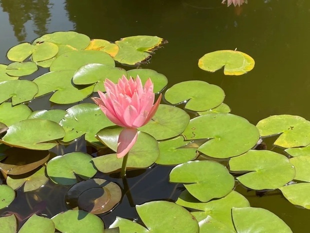 【焦點圖輪播】申城睡蓮進入最佳觀賞期 這些公園可賞