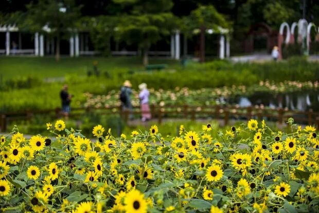 【輪播圖】打卡一波向日葵花海 申城這些地方推薦賞花