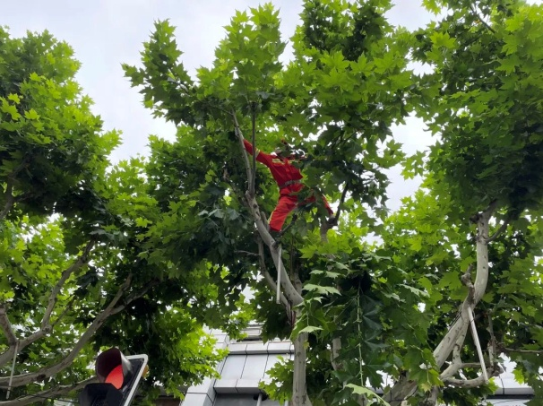 剝芽疏枝 上海虹口1500余棵行道樹“大變樣”_fororder_圖片1