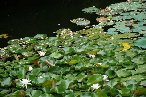 解鎖家門口賞荷地圖 水果“夏令營”甜蜜來襲