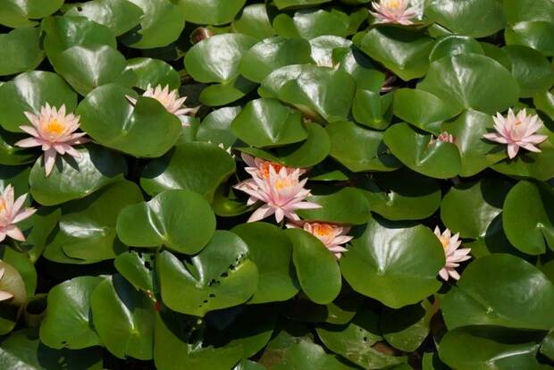 解鎖家門口賞荷地圖 水果“夏令營”甜蜜來襲