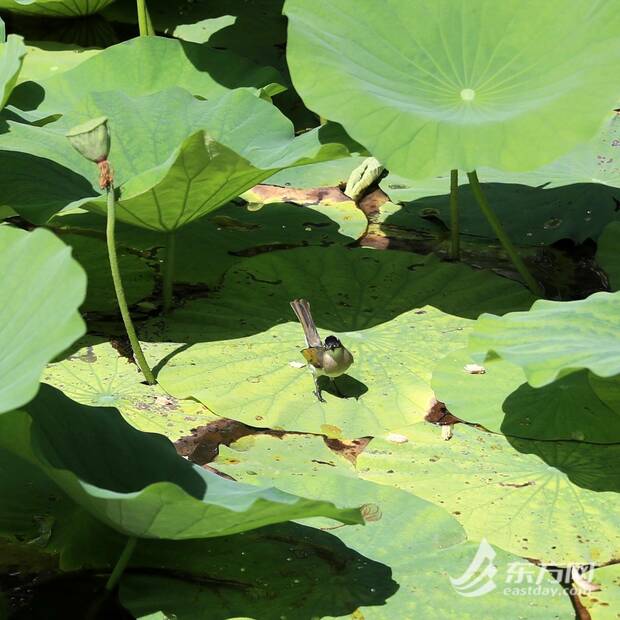 【最下方圖片】炎炎夏日荷花盛放 一天之中這個時段賞荷最佳