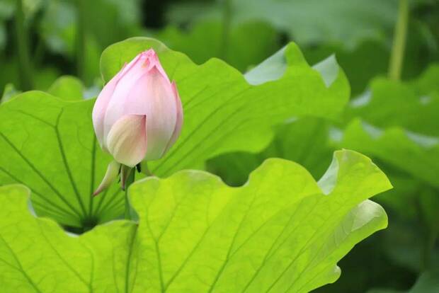 解鎖家門口賞荷地圖 水果“夏令營”甜蜜來襲