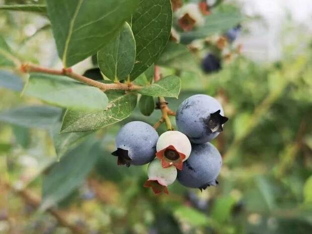 解鎖家門口賞荷地圖 水果“夏令營”甜蜜來襲